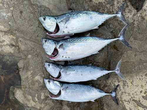 スマガツオの釣果