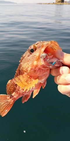 カサゴの釣果