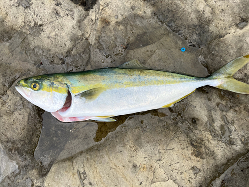 イナダの釣果