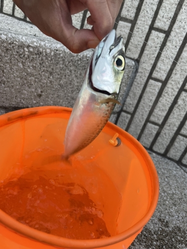 サバの釣果