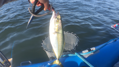 イナダの釣果