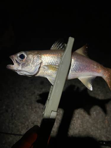 ムツの釣果