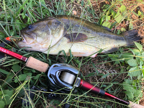 ラージマウスバスの釣果