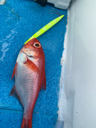 キンメダイの釣果