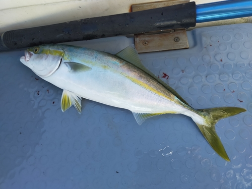 ハマチの釣果