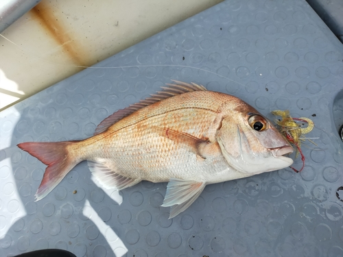 タイの釣果