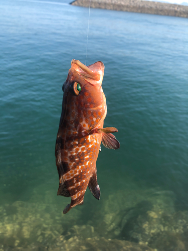 アカハタの釣果