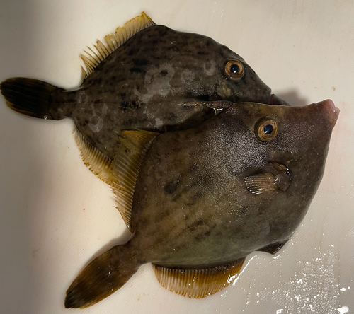 カワハギの釣果