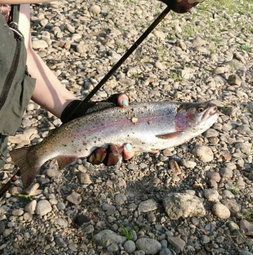 ニジマスの釣果