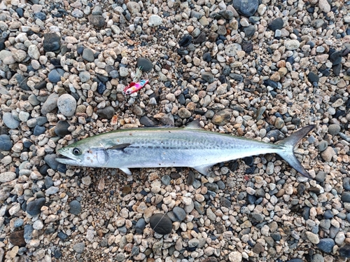 サゴシの釣果