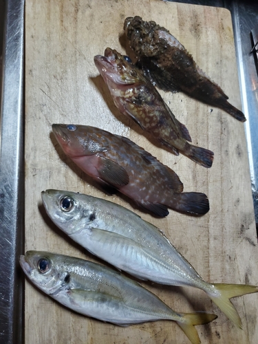 オニオコゼの釣果