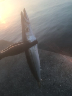 ヤマトカマスの釣果