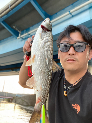 ウグイの釣果