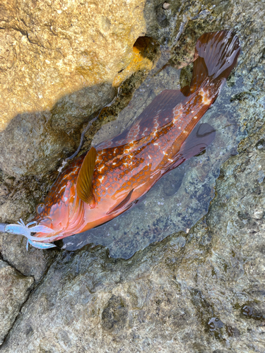 キジハタの釣果