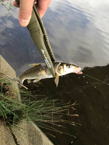 ニゴイの釣果