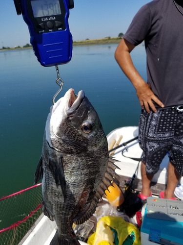 チヌの釣果