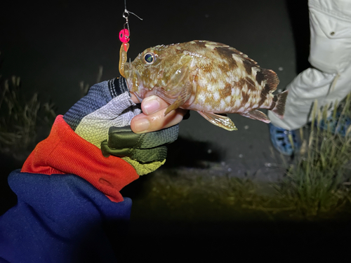 ガシラの釣果