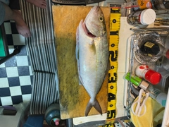 シオの釣果