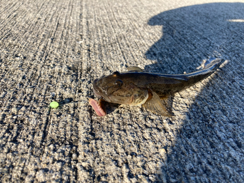 マハゼの釣果