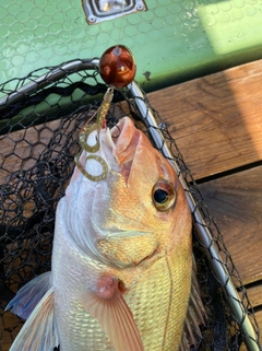 マダイの釣果