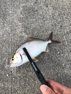 ショゴの釣果