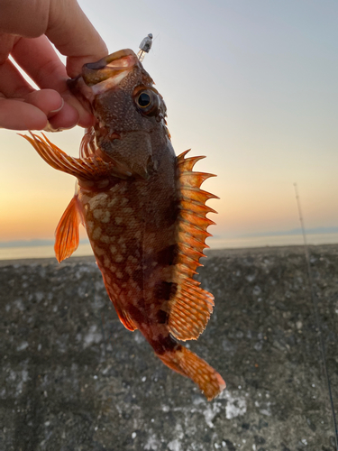 カサゴの釣果