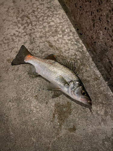 セイゴ（ヒラスズキ）の釣果