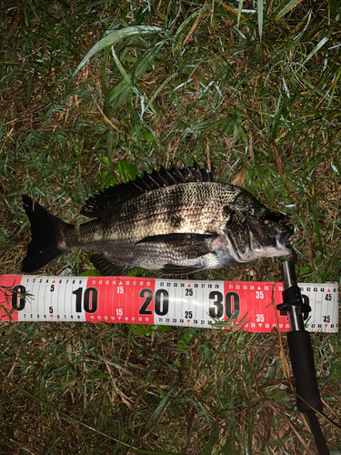 クロダイの釣果