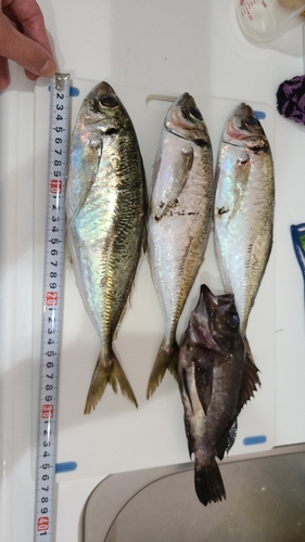 アジの釣果