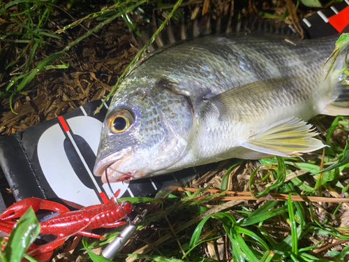 キビレの釣果