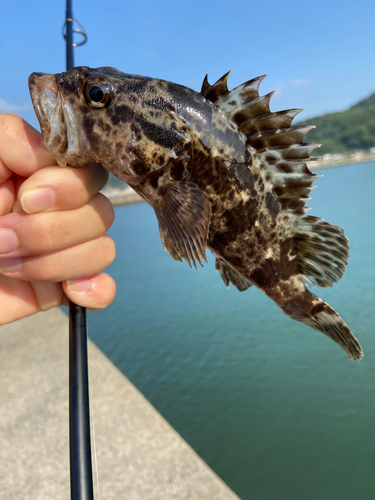 タケノコメバルの釣果