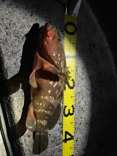 キジハタの釣果