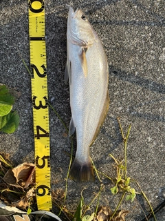 オオニベの釣果