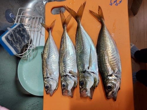 アジの釣果