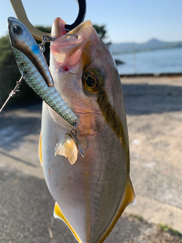 カンパチの釣果