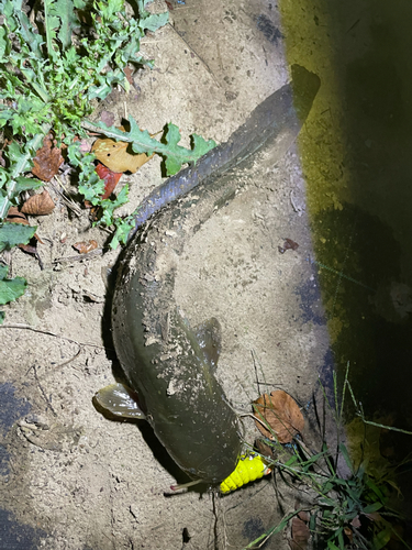 ナマズの釣果