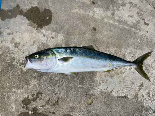 イナダの釣果