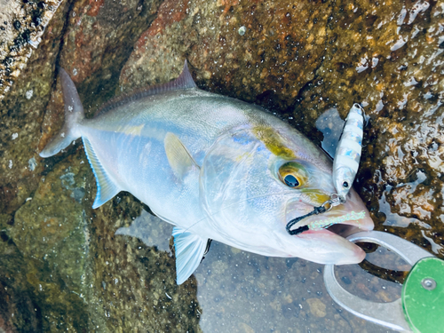 シオの釣果