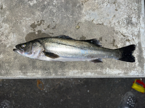 スズキの釣果