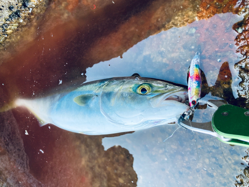 ハマチの釣果