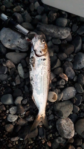 コノシロの釣果