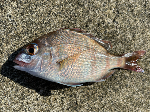 チャリコの釣果