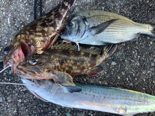 サゴシの釣果