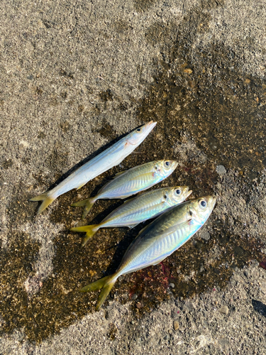 アジの釣果