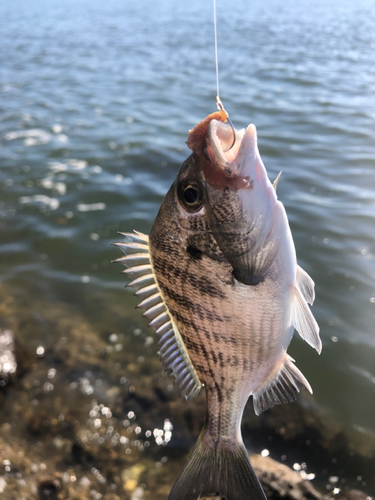 メイタの釣果