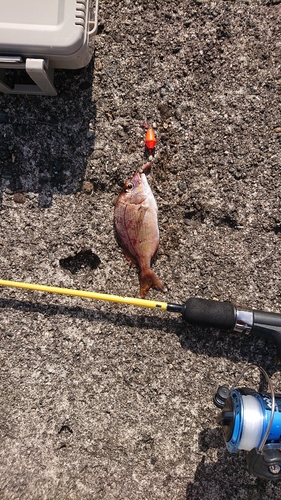 チャリコの釣果