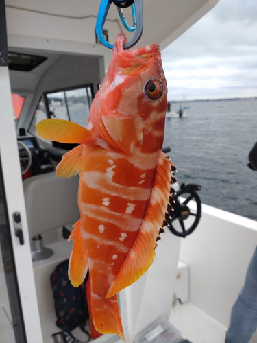 アカハタの釣果