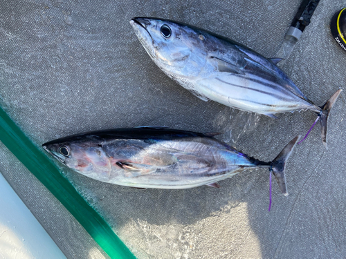 カツオの釣果