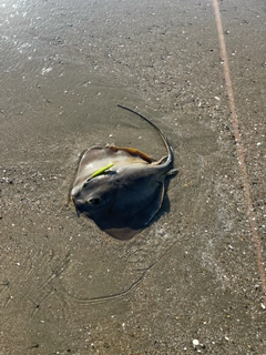 アカエイの釣果