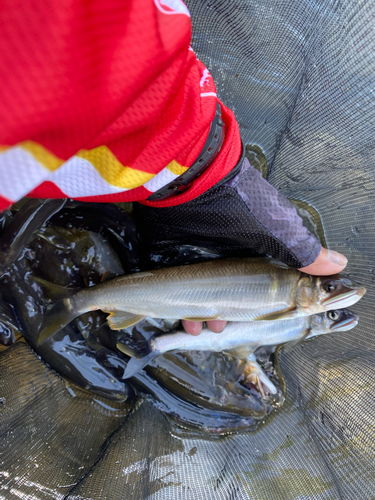 アユの釣果